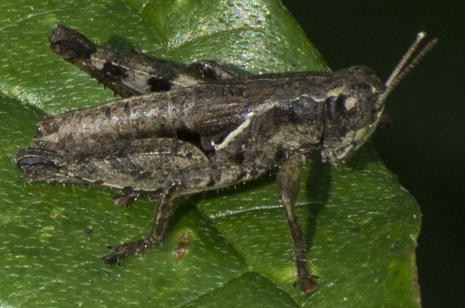 Pezotettix giornae (Acridiidae)